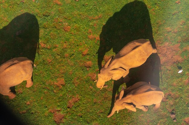 A thermal image captured by a drone, showing a herd of deer grazing in a field at night. The image highlights the drone's ability to detect wildlife using thermal sensors.